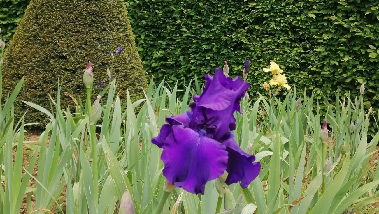 Les iris du Pigeonnier lors de leur floraison (© Florian Hermouet)