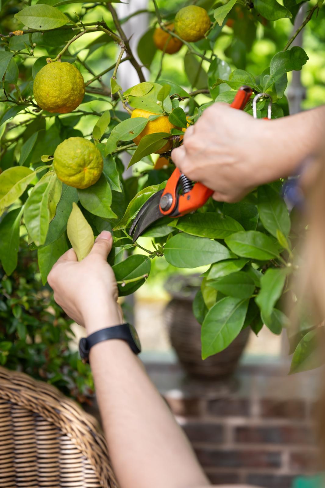 Ateliers jardinage Arts Flo